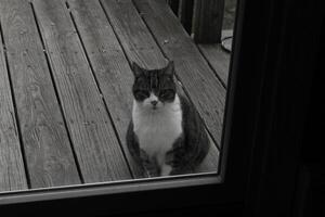 This cute tabby cat was sitting outside the door of my deck when I took the picture. The feline is here for food and seems to be begging. I love her stiped fir and pretty eyes. photo