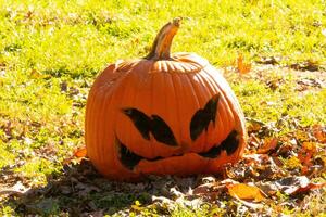 This beautiful pumpkin sits in the grass rotting from the Halloween season. The big orange gourd has a scary face carved in which makes it a Jack O Lantern. photo