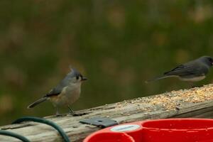 This cute little tufted titmouse sat on the wooden railing as I took his picture. His cute little grey body with the little mohawk. This bird is out for some birdseed. photo