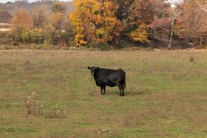 esta hermosa negro vaca estaba en pie en el prado y mira a ser posando su grande negro cuerpo muestra él es bastante saludable. el verde césped todas alrededor el bovino es allí para ellos a pacer. foto