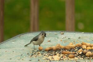 This cute little tufted titmouse sat on the glass table of the deck. The small avian is so tiny. I love love his grey feathers and little mohawk. He is sitting among so much birdseed and peanuts. photo