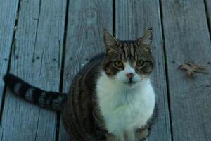 This cute tabby cat was sitting outside the door of my deck when I took the picture. The feline is here for food and seems to be begging. I love her stiped fir and pretty eyes. photo