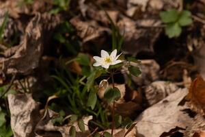 esta bonito blanco flores es creciente aquí en el bosque cuando yo tomó esta fotografía. esta es conocido como un anémona ruda o pradera-rue cuales crece en enselvado áreas yo amor el amarillo centrar a esta flor silvestre. foto