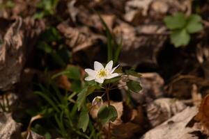 This pretty white flowers is growing here in the woods when I took this picture. This is known as a rue-anemone or meadow-rue which grows in wooded areas. I love the yellow center to this wildflower. photo