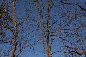 The look of these pretty brown limbs stretching into the sky is quite stunning. The branches with no leaves due to the winter season look like skeletal remains. photo