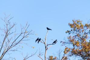 These beautiful crows sat perched atop the tree branched looking quite comfortable. The large black birds usually stay together in their murder. The Fall foliage can be seen all around. photo