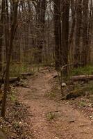 This beautiful path flows through this wooded area. Keeping you safe from getting lost. The brown vegetation comes up all around. photo