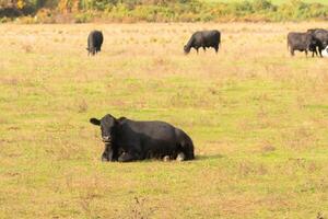 esta hermosa campo de vacas De Verdad muestra el tierras de cultivo y cómo abierto esta zona es. el negro bovinos estirado a través de el hermosa verde prado fuera pasto con el nublado cielo arriba. foto