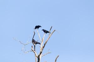 These beautiful crows sat perched atop the tree branched looking quite comfortable. The large black birds usually stay together in their murder. The Fall foliage can be seen all around. photo