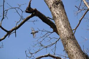 I love the look of this black-capped chickadee caught in the air as he's flying from the tree branch. His little wings extended to soar through the air. You can almost see light coming through them. photo