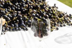 I love the look of these concord grapes all around and some sitting in the wine glass. The deep purple color of these orbs all around. The glass reminds you of sipping some fresh wine. photo