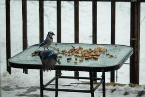 I love the look of these blue jays on the table for peanuts. One standing there and the other flying. These beautiful birds came out on this snowy day for some food. photo