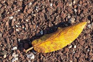 This beautiful leaf was laying on the ground when I took the picture. I love the wrinkle in the skin and the little veins that can be seen running through it. This comes from a leatherleaf viburnum. photo