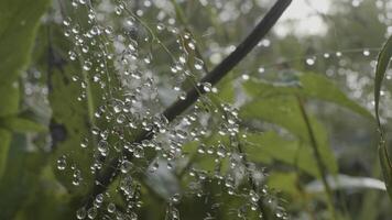 Big drops of dew on a grass. Big water drops on a grass photo