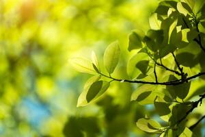 Leaves in spring season. photo