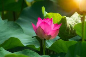 pink lotus flower are blooming photo