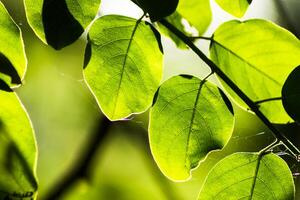 Leaf is growing with sunlight. photo