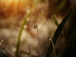 Dew drops on grass photo