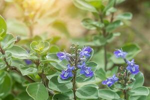 Vitex rotundifolia plant. photo