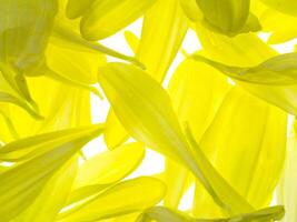 Close up petal of Chrysanthemum flower. photo