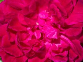 Pink rose petals for rose tea photo