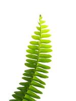 Close up fern leaf on white background. photo