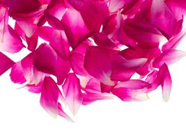 Pink rose petals for rose tea photo