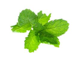 peppermint leaf on white background. photo