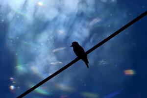 negro silueta aves en el poder cable. foto
