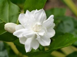 White of jasmine flower. photo