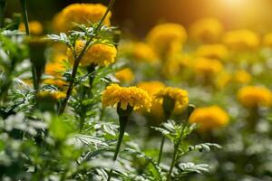 Yellow marigolds flower in the garden. photo