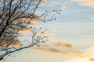 Black silhouette of bird photo