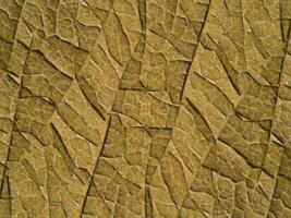 The surface of the leaf is brown. photo