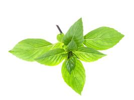 Sweet Basil, Thai Basil photo