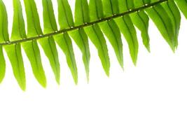 Close up fern leaf on white background. photo