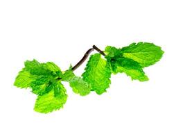 peppermint leaf on white background. photo