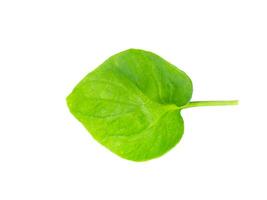 watercress leaf on white background. photo