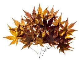 Dried maple leaves photo