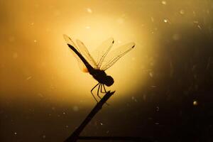 Black silhouette dragonfly photo