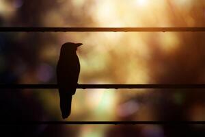 Black silhouette birds on the power cable. photo