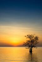 The silhouette of a tree in a lake photo
