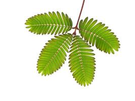 Sensitive plant on white background. photo