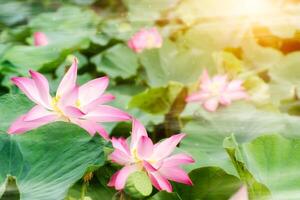 pink lotus flower are blooming photo