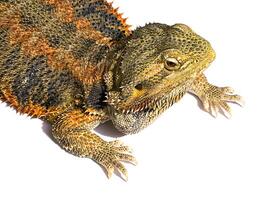 Close-up image of Bearded Dragon looking photo