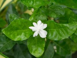 White of jasmine flower. photo