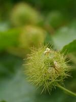 cerca arriba de el pasión Fruta flor. foto