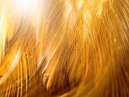 Close up abstract feather background photo