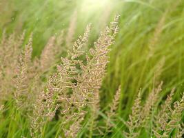 Flower grass with sunlight. photo