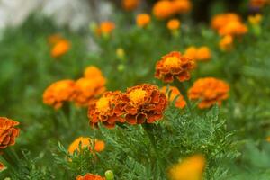 Orange marigolds flower in the garden. photo