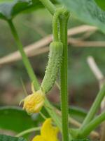 Close up of cucumber flower. photo